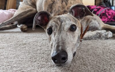 Cove – The Beautiful Greyhound