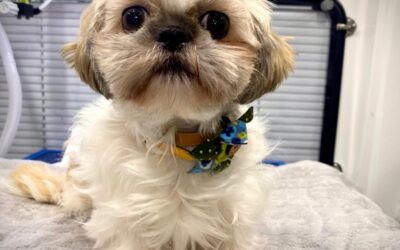 Dotty – The Adorable Shihtzu!